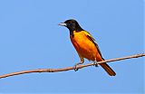 Baltimore Orioleborder=